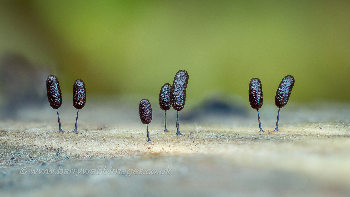 Photo by Barry Webb Comatricha pulchella or anomala, possibly by Barry Webb